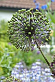 ALLIUM PURPLE SENSATION SEED HEAD