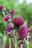 CIRSIUM RIVULARE ATROPURPUREUM