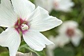 LAVATERA BARNSLEY