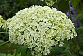 HYDRANGEA ARBORESCENS ANNABELLE