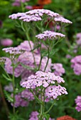 ACHILLEA CERISE QUEEN