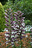 ACANTHUS SPINOSUS