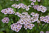 ACHILLEA SIBIRICA