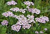 ACHILLEA SIBIRICA