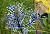 ERYNGIUM AMETHYSTINUM