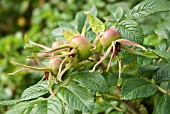 ROSA RUGOSA