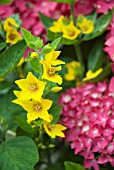 LYSIMACHIA VULGARIS AND HYDRANGEA