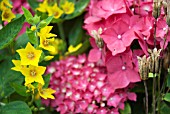 LYSIMACHIA VULGARIS AND HYDRANGEA