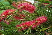 CALLISTEMON