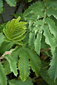 MELIANTHUS MAJOR