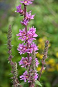 LYTHRUM SALICIFOLIA