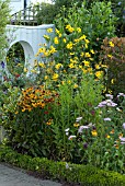 ACHILLEA MIXED, HELENIUM RED ARMY AND HELIOPSIS