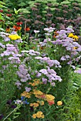 ACHILLEA MIXED