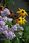 RUDBECKIA AND ACHILLEA