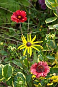 GAILLARDIA AND RUDBECKIA