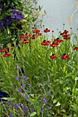 HELENIUM RED ARMY