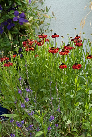 HELENIUM_RED_ARMY