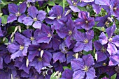 CLEMATIS JACKMANII SUPERBA