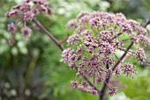 ANGELICA GIGAS