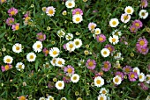 ERIGERON KARVINSKIANUS