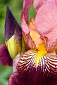 IRIS MARSHAL NEY