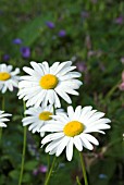 LEUCANTHEMUM VULGARE, OX-EYE DAISY