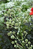 ERYNGIUM PANDANIFOLIUM