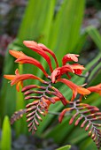 CROCOSMIA