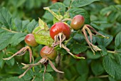 ROSA RUGOSA