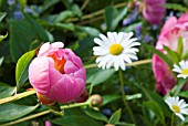 PAEONIA LACTIFLORA BOWL OF BEAUTY