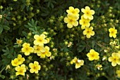 POTENTILLA ELIZABETH