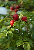 ROSA RUGOSA