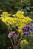 PATRINIA SCABIOSIFOLIA AND VERBENA BONARIENSIS