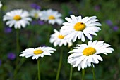 LEUCANTHEMUM VULGARE, OX-EYE DAISY