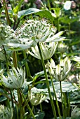 ASTRANTIA MAJOR