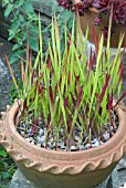 IMPERATA CYLINDRICAL RED BARON