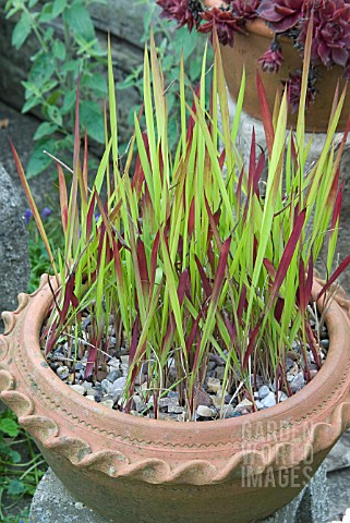 IMPERATA_CYLINDRICAL_RED_BARON