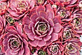 SEMPERVIVUM RUBRA ASH