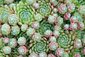 SEMPERVIVUM ALLIONII