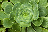 AEONIUM ARBOREUM MAGNIFICUM