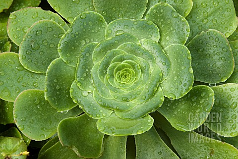 AEONIUM_ARBOREUM_MAGNIFICUM