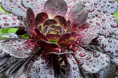 AEONIUM_ARBOREUM_ATROPURPUREUM