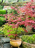 ACER PALMATUM ATROPURPUREUM AND ACER PALMATUM DISSECTUM IN CONTAINERS