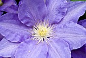 CLEMATIS H. F. YOUNG