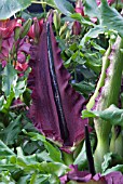 DRACUNCULUS VULGARIS, DRAGON ARUM