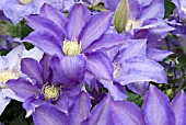 CLEMATIS H. F. YOUNG