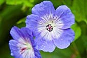 GERANIUM ROZANNE