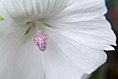 MALVA MOSCHATA ALBA