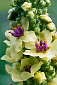 VERBASCUM NIGRUM