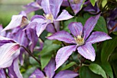 CLEMATIS DOROTHY WALTON